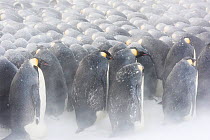 Emperor penguin (Aptenodytes forsteri) males in breeding colony incubating eggs, huddling during winter storm. Penguins on outside repositioning themselves to gain protection from weather. Atka Bay, A...