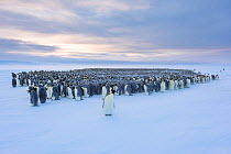 Emperor penguin (Aptenodytes forsteri) breeding colony, huddling. Atka Bay, Antarctica. August 2017.