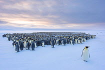Emperor penguin (Aptenodytes forsteri) standing in front of huddling breeding colony. Atka Bay, Antarctica. August 2017.