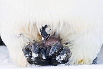 Emperor penguin (Aptenodytes forsteri), young chick on father&#39;s feet. Atka Bay, Antarctica. August.