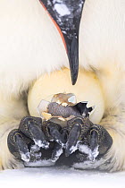 Emperor penguin (Aptenodytes forsteri) egg hatching on father&#39;s feet. Atka Bay, Antarctica. August.