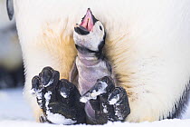 Emperor penguin (Aptenodytes forsteri) chick begging for food, on parent&#39;s feet. Atka Bay, Antarctica. August.