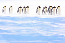 Emperor penguin (Aptenodytes forsteri) group of brooding males amongst drifting snow. Atka Bay, Antarctica. August.