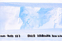 Emperor penguin (Aptenodytes forsteri) breeding colony on sea ice, ice shelf in background. Atka Bay, Antarctica. August.