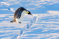 Emperor penguin (Aptenodytes forsteri) preparing to jump over crack in sea ice. Atka Bay, Antarctica. August.