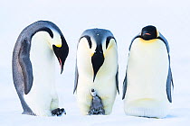 Emperor penguin (Aptenodytes forsteri), group of three males incubating, one with begging chick. Atka Bay, Antarctica. August.