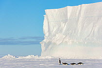 Emperor penguin (Aptenodytes forsteri), four journeying across sea ice to feed young. Atka Bay, Antarctica. August.