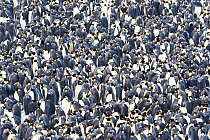 Emperor penguin (Aptenodytes forsteri) colony huddling. Atka Bay, Antarctica. August.