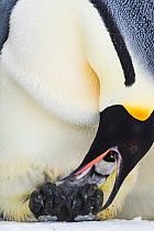 Emperor penguin (Aptenodytes forsteri) male feeding chick aged a few days. Atka Bay, Antarctica. August.