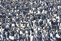 Emperor penguin (Aptenodytes forsteri) breeding colony. Atka Bay, Antarctica. August.