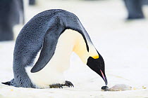 Emperor penguin (Aptenodytes forsteri) male examining dead chick on ice. Atka Bay, Antarctica. August.