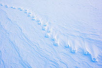 Emperor penguin (Aptenodytes forsteri) footprints in snow. Atka Bay, Antarctica. August.