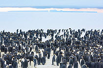 Emperor penguin (Aptenodytes forsteri) colony standing on sea ice. Atka Bay, Antarctica. August.