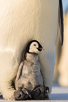 Emperor penguin (Aptenodytes forsteri) chick aged 1-3 weeks on adult&#39;s feet, portrait. Atka Bay, Antarctica. August.