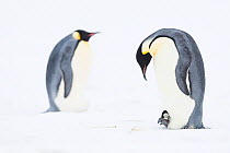 Emperor penguin (Aptenodytes forsteri) brooding young chick on feet, brooding adult in background. Atka Bay, Antarctica. August.