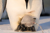 Emperor penguin (Aptenodytes forsteri) chick defecating whilst brooding on adult&#39;s feet. Atka Bay, Antarctica. August.