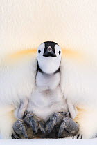 Emperor penguin (Aptenodytes forsteri) brooding chick aged 1-3 weeks, portrait. Atka Bay, Antarctica. August.