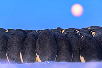 Emperor penguin (Aptenodytes forsteri) males huddling whilst incubating eggs,under full moon during polar night, Atka Bay, Antarctica. July.