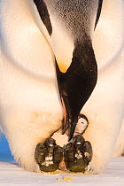 Emperor penguin (Aptenodytes forsteri) male removing egg shell from newly hatched chick. Atka Bay, Antarctica. August.