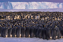 Emperor penguin (Aptenodytes forsteri) colony, males huddling whilst incubating eggs. Atka Bay, Antarctica. July.