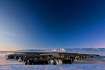Emperor penguin (Aptenodytes forsteri) colony, males incubating eggs, huddling under clear sky during polar night. Atka Bay, Antarctica. July 2017.