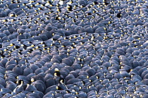 Emperor penguin (Aptenodytes forsteri) colony, males incubating eggs and huddling during polar night, view from above. Atka Bay, Antarctica. July.