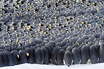 Emperor penguin (Aptenodytes forsteri) colony, males incubating eggs, huddling during polar night. Atka Bay, Antarctica. July.