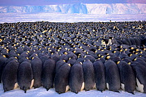 Emperor penguin (Aptenodytes forsteri) breeding colony, males huddling on sea ice during polar night, incubating eggs, ice shelf in background. Atka Bay, Antarctica. July 2017.