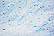 Emperor penguin (Aptenodytes forsteri) footprints in the snow. Atka Bay, Antarctica. July.