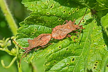 Dock bugs (Coreus marginatus) Mating pair Warwick Gardens, Peckham, London, England, UK, May.