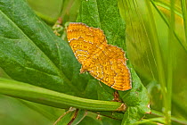 Yellow shell moth (Camptogramma bilineata) Sutcliffe Park Nature Reserve, Eltham, London, England, UK.