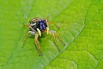 Jumping spider (Heliophanus cupreus) New Cross Cutting, Lewisham, London, England, UK. April.