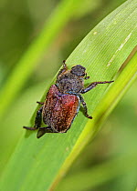 Welsh chafer beetle ( Hoplia philanthus) rare species, Warwick Gardens, Peckham, London, England, UK. June.