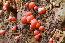Wolf&#39;s milk slime mould (Lycogala epidendrum) on a fallen tree, Brockley Cemetery, Lewisham, London, England, UK. April.