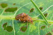 Willow leaf beetles (Lochmaea caprea) mating pair Sutcliffe Park Nature Reserve, Eltham, London, May.