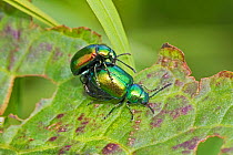 Flea beetles (Altica sp,) mating pair, Sutcliffe Park Nature Reserve, Eltham, London, England, UK. May.