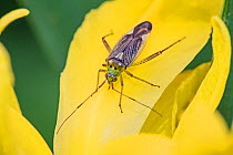Capsid bug (Closterotomus trivialis) on yellow iris Beverley Court Gardens, Lewisham, London, England, UK. May.