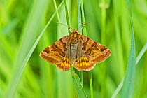 Burnet companion moth (Euclidia glyphica) Sutcliffe Park Nature Reserve, Eltham, London, England, UK. June.