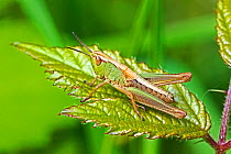Meadow grasshopper (Chorthippus parallelus) female, New Cross Cutting, Lewisham, London, England, UK. June.