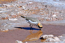 Puna Plover (Charadrius alticola) foraging, Salar Atacama. Chile.