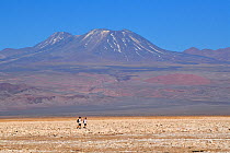 Walkers on the Salar of Atacama, Chile. September 2018.