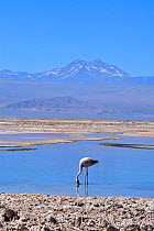 Andean flamingos (Phoenicoparrus andinus) feeding in habitat, Salar d'Atacama, Chile.