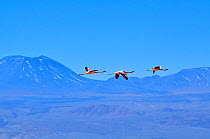 Andean flamingos (Phoenicoparrus andinus) in flight, Salar d'Atacama, Chile.