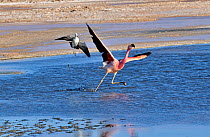 Andean flamingo (Phoenicoparrus andinus) and Andean avocet (Recurvirostra andina) taking off, Salar d'Atacama, Chile.