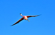 Andean flamingo (Phoenicoparrus andinus) in flight, Salar d'Atacama, Chile.