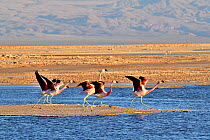 Andean flamingo (Phoenicoparrus andinus) group taking off, Salar d'Atacama, Chile.