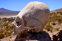 Deformed skull with sloping forehead, found at Chullpa / funeray tower. Ceremonial tomb from between 1200-1450 AD, San Juan del Rosario, Bolivia.