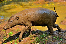 Babiroussa (Babyrousa babyrussa) covered in mud, Sulawesi, captive.