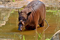 Babiroussa (Babyrousa babyrussa) standing in water, Sulawesi, captive.
