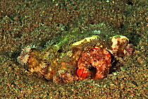 Coral hermit crab (Dardanus pedunculatus) with sea anemones on its shell - the anemones get better feeding opportunities from extra mobility, the crab gains extra protection. Sulu Sea, Philippines.